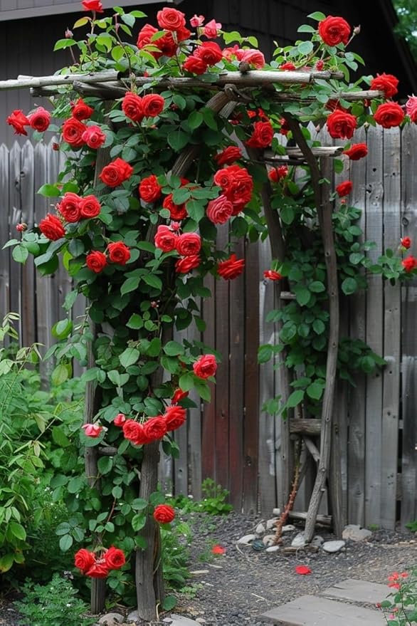 🌹ELEGANT CLIMBING ROSE FLOWER SEEDS- 9 RARE AND BREATHTAKING COLORS SEEDS (IMPORTED)